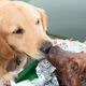 Illustration for article titled Airport crime dog has best day of career, finds whole roasted pig in luggageem/em